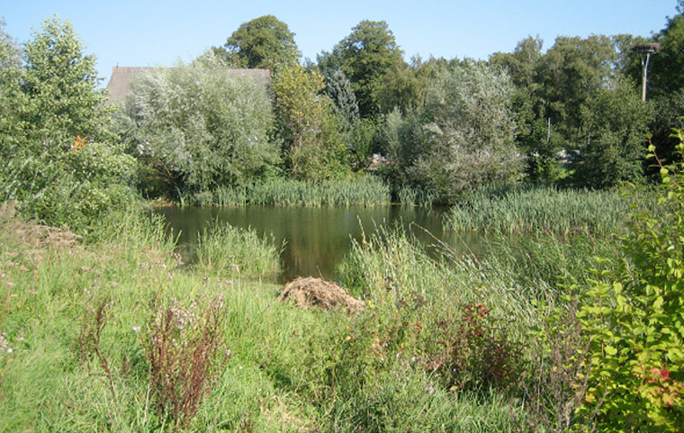 Der Herrnteich früher mit viel Wasser