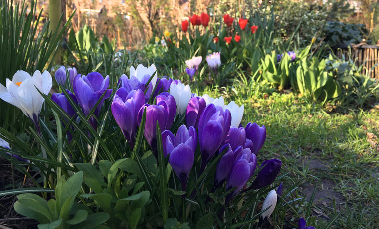 Krokusse und Tulpen